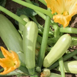Zucchini ‘Lorea’ Pflanzen (x3) - Zucchini ohne Ende