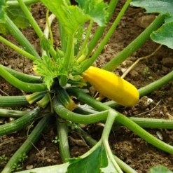 Zucchini Soleil F1 - Gelbe Zucchini, voller Ertrag