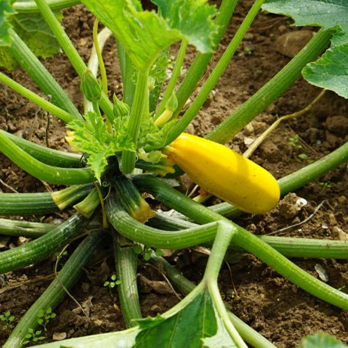 Zucchini Soleil F1 - Gelbe Zucchini, voller Ertrag