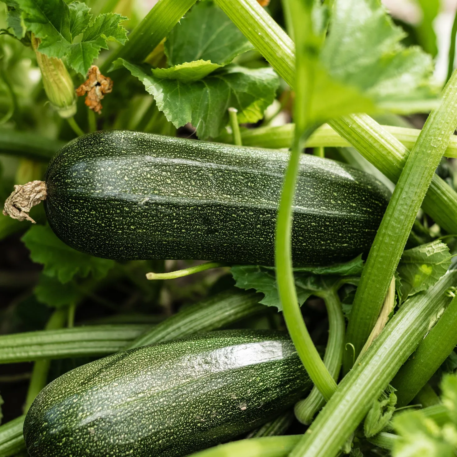 Zucchini Storr's Green F1 - Produktive grüne Zucchini
