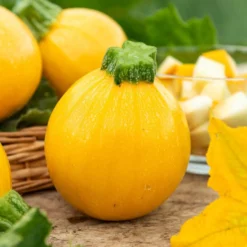Zucchini Sun Ball F1 - Runde Ernte, voller Sonne