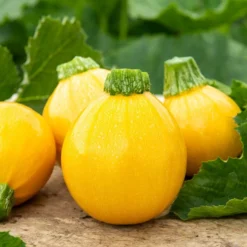 Zucchini Sun Ball F1 - Runde Ernte, voller Sonne