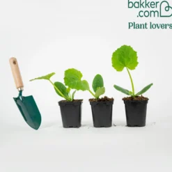 Zucchini Tarmino F1 - Frische Zucchini den ganzen Sommer
