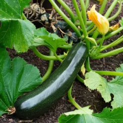 Zucchini Tarmino F1 - Frische Zucchini den ganzen Sommer
