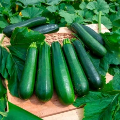 Zucchini ‘Verte non coureuse’ Bio - Ernte den ganzen Sommer