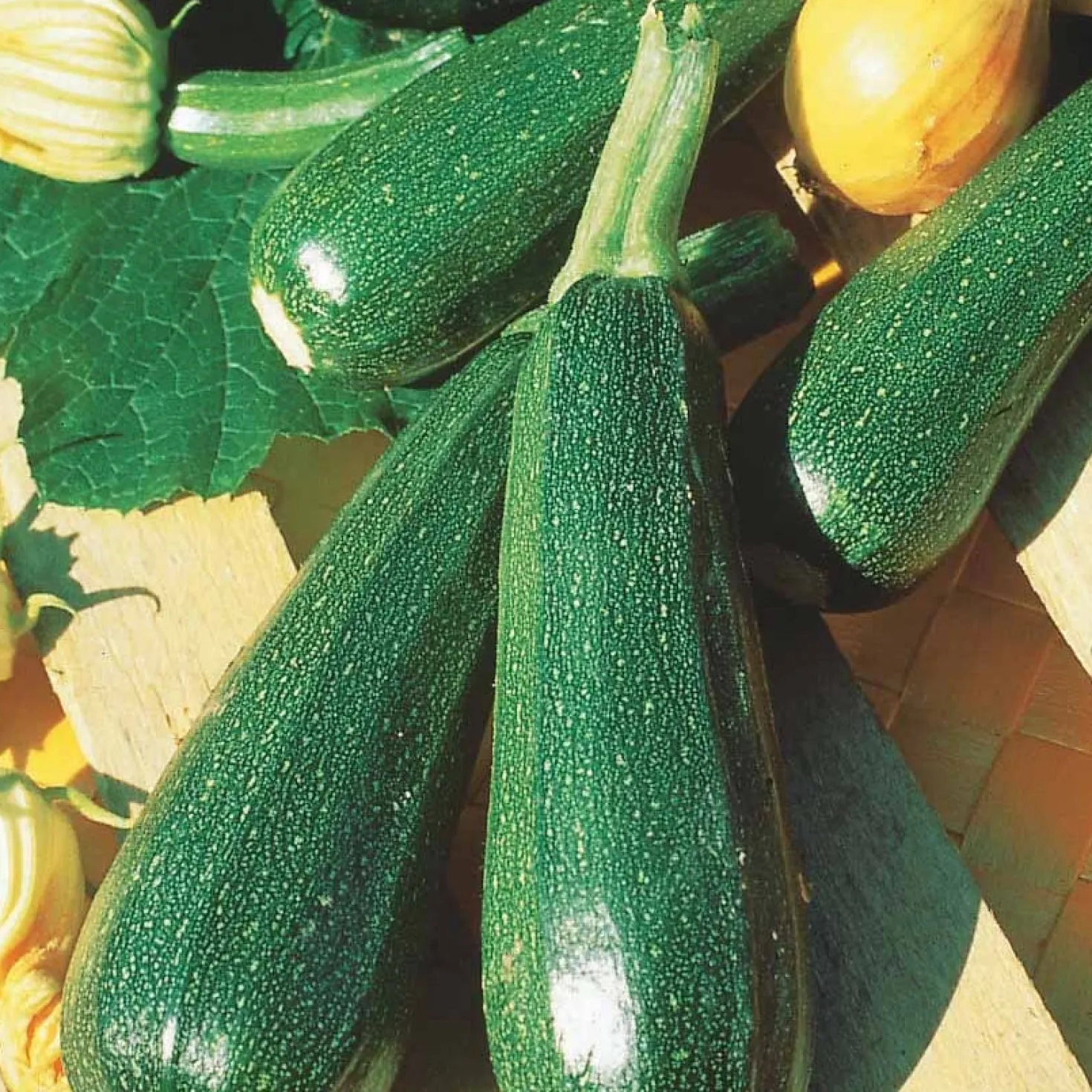 Zucchini ‘Verte non coureuse’ - Zucchini ohne Rankchaos