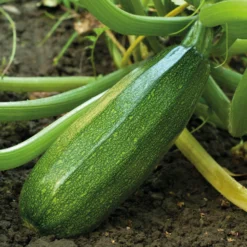 Zucchini ‘Verte non coureuse’ - Zucchini ohne Rankchaos