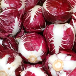 Zuckerhut-Chicorée ‘Rouge de Vérone’ - Knackig rot bis in den Winter
