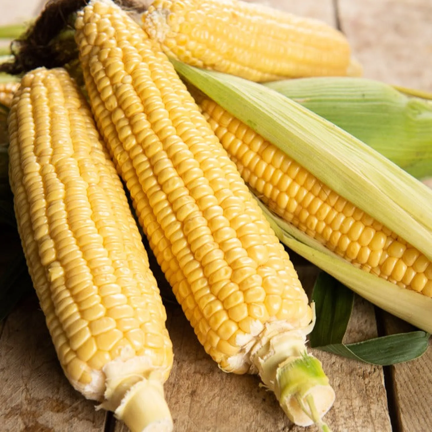 Zuckermais Golden Bantam Bio - Süße Kolben im Sommer