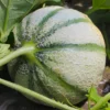 Zuckermelone Cezanne F1 Pflanze - Süße Melonen selbst ernten