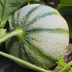 Zuckermelone Cezanne F1 Pflanze - Süße Melonen selbst ernten
