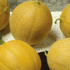 Zuckermelone ‘Outdoor Wonder’ F1 - Süße Melonen aus dem Garten