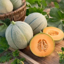 Zuckermelone Stellio F1 - Süße Ernte, ganz einfach