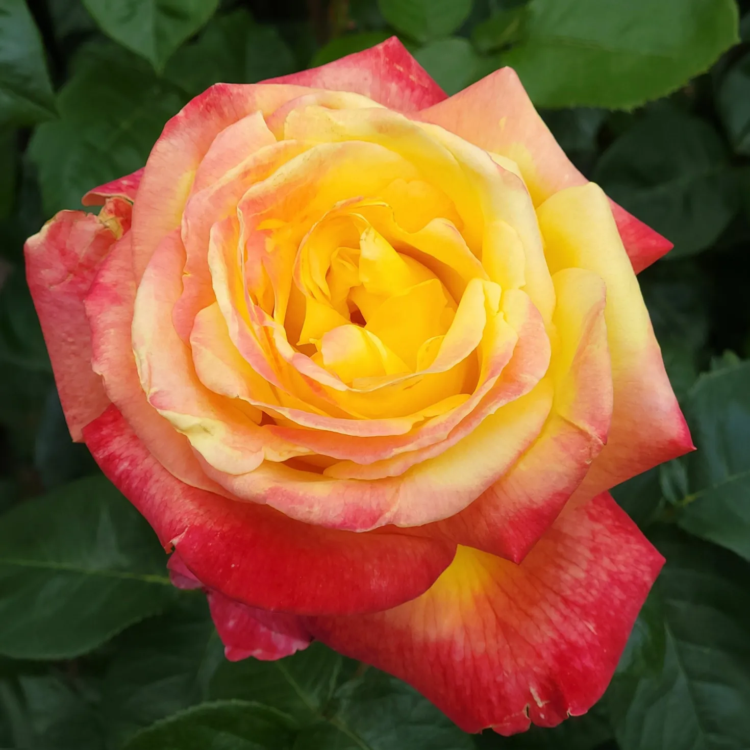 Zweifarbige Strauchrose - Zwei Farben, ein Wow-Effekt