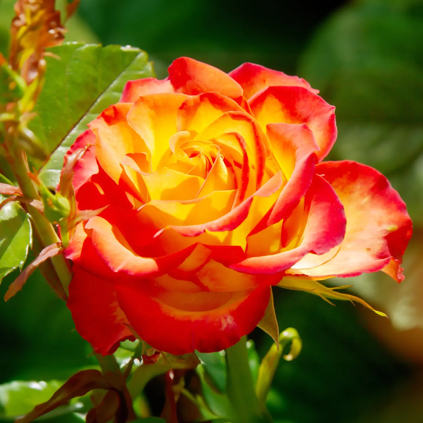 Zweifarbige Strauchrose - Zwei Farben, ein Wow-Effekt