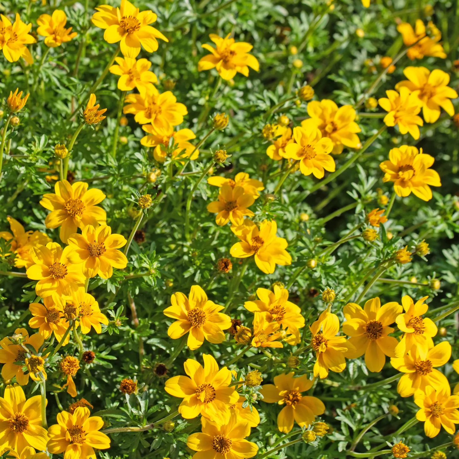 Zweizahn (Bidens) (x3) - Blüht bis in den Herbst
