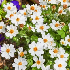 Zweizahn ‘White Delight’ - Weiße Blütenwolke ohne Mühe