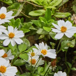 Zweizahn ‘White Delight’ - Weiße Blütenwolke ohne Mühe