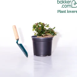Zwerg Alpenrose Baden-Baden - Rote Blütenpracht kompakt