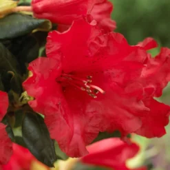 Zwerg Alpenrose Baden-Baden - Rote Blütenpracht kompakt