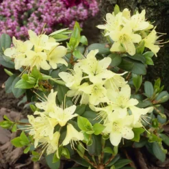 Zwerg-Alpenrose Princess Anne - Zartgelbe Blüten, kompakt