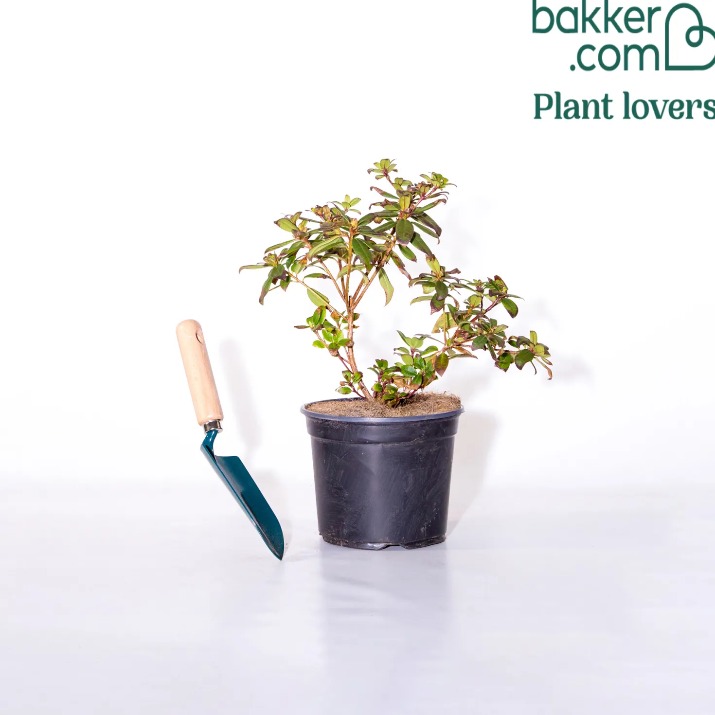 Zwerg-Alpenrose Princess Anne - Zartgelbe Blüten, kompakt