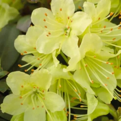 Zwerg-Alpenrose Princess Anne - Zartgelbe Blüten, kompakt