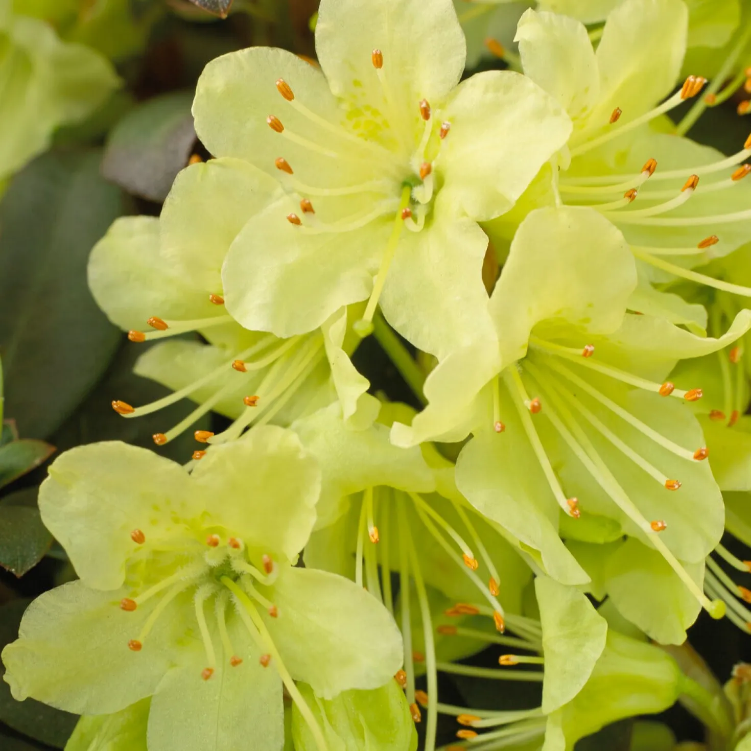 Zwerg-Alpenrose Princess Anne - Zartgelbe Blüten, kompakt