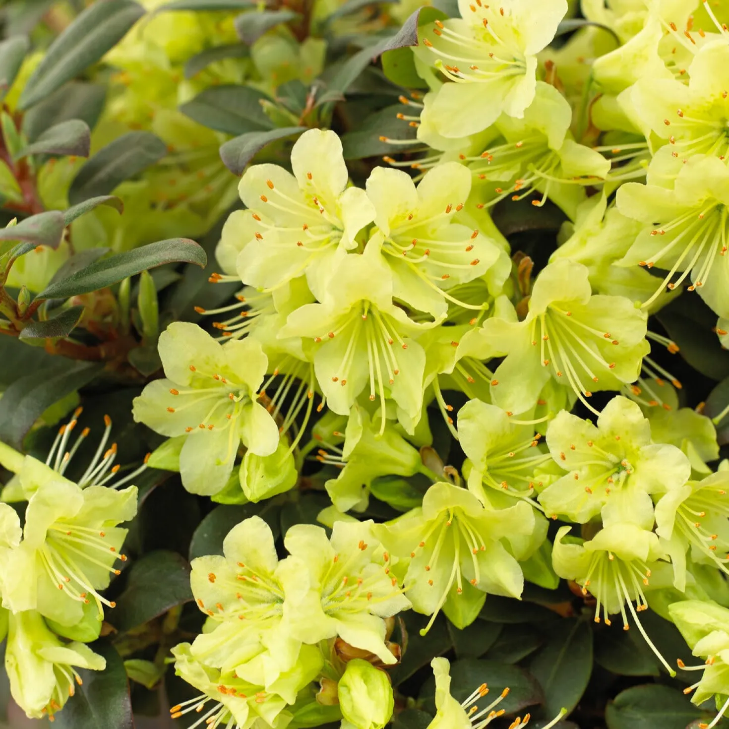 Zwerg-Alpenrose Princess Anne - Zartgelbe Blüten, kompakt
