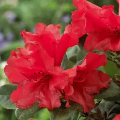 Zwerg Alpenrose Scarlet Wonder - Leuchtend rot, klein und pflegeleicht