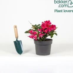 Zwerg Alpenrose Scarlet Wonder - Leuchtend rot, klein und pflegeleicht