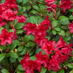 Zwerg Alpenrose Scarlet Wonder - Leuchtend rot, klein und pflegeleicht