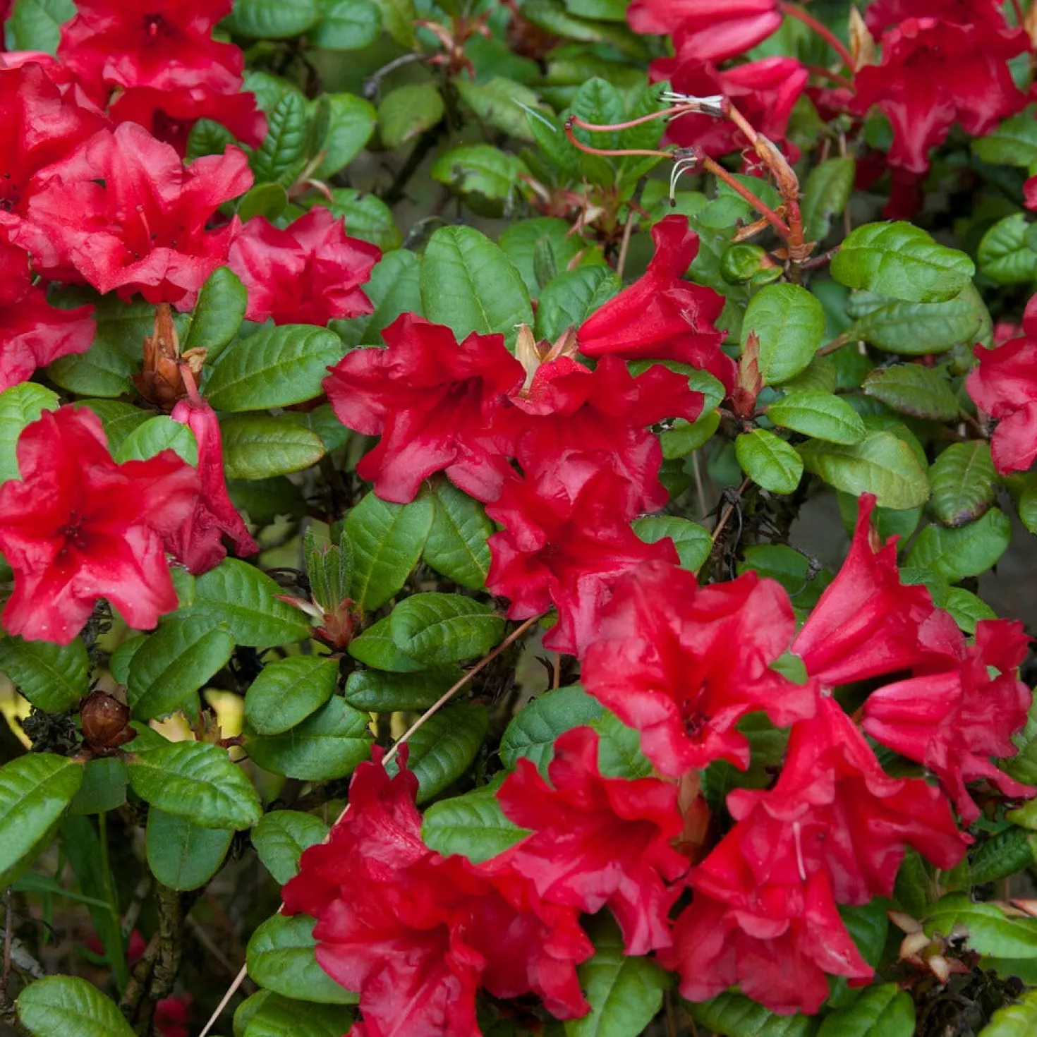 Zwerg Alpenrose Scarlet Wonder - Leuchtend rot, klein und pflegeleicht