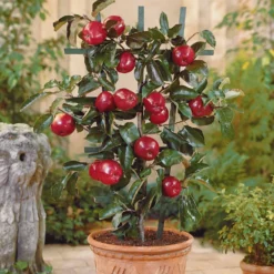 Zwerg-Apfelbaum Braeburn - Eigene Äpfel vom Balkon