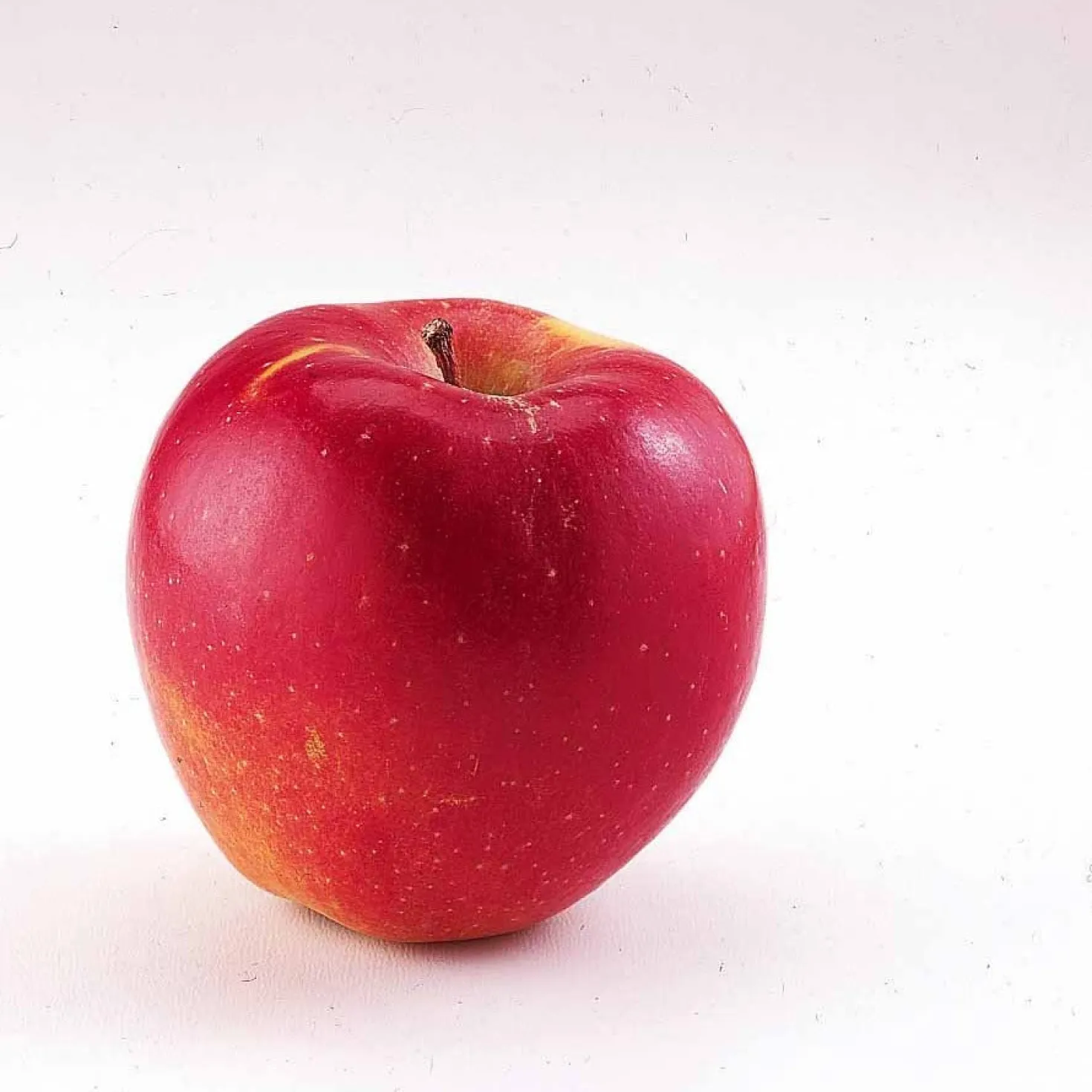 Zwerg-Apfelbaum Braeburn - Eigene Äpfel vom Balkon
