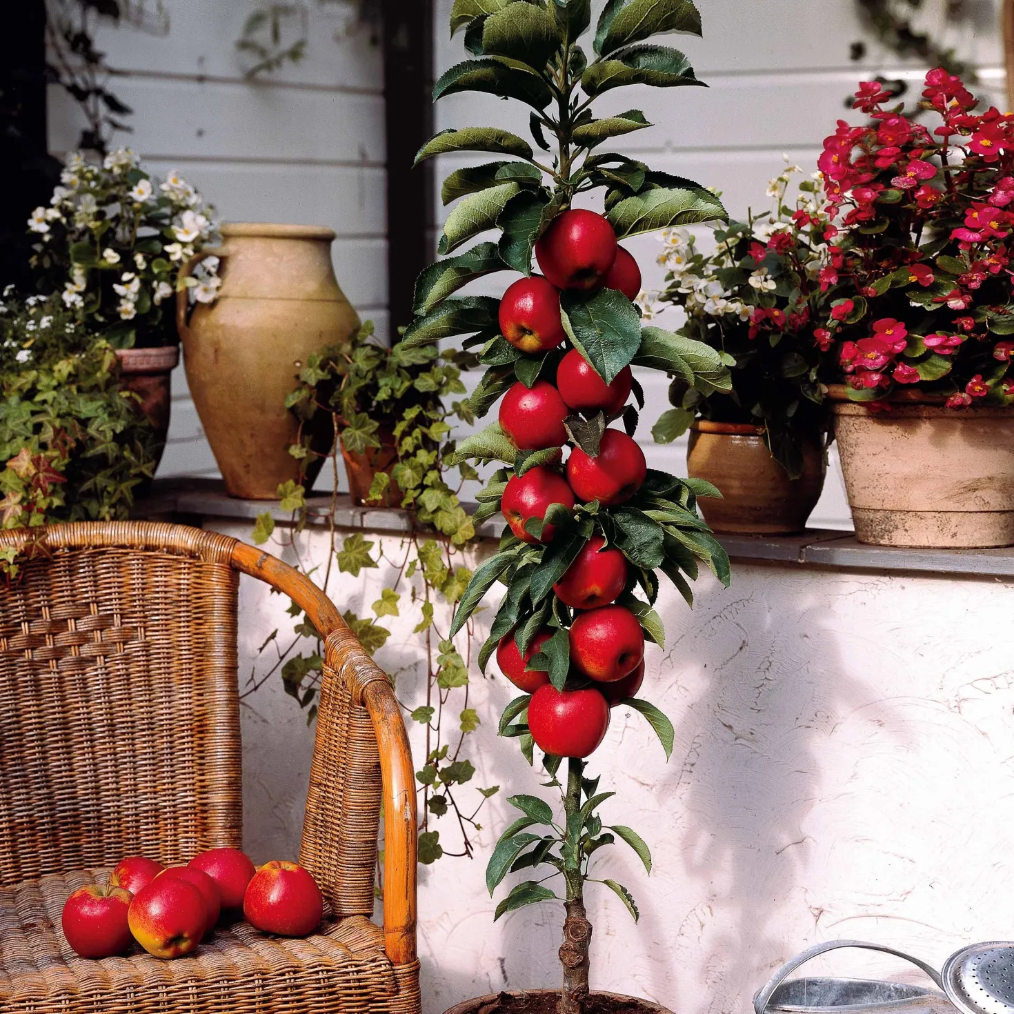 Zwerg-Apfelbaum Braeburn - Eigene Äpfel vom Balkon