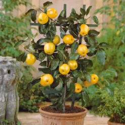 Zwergapfel ‘Golden Delicious’ - Ernte auf dem Balkon
