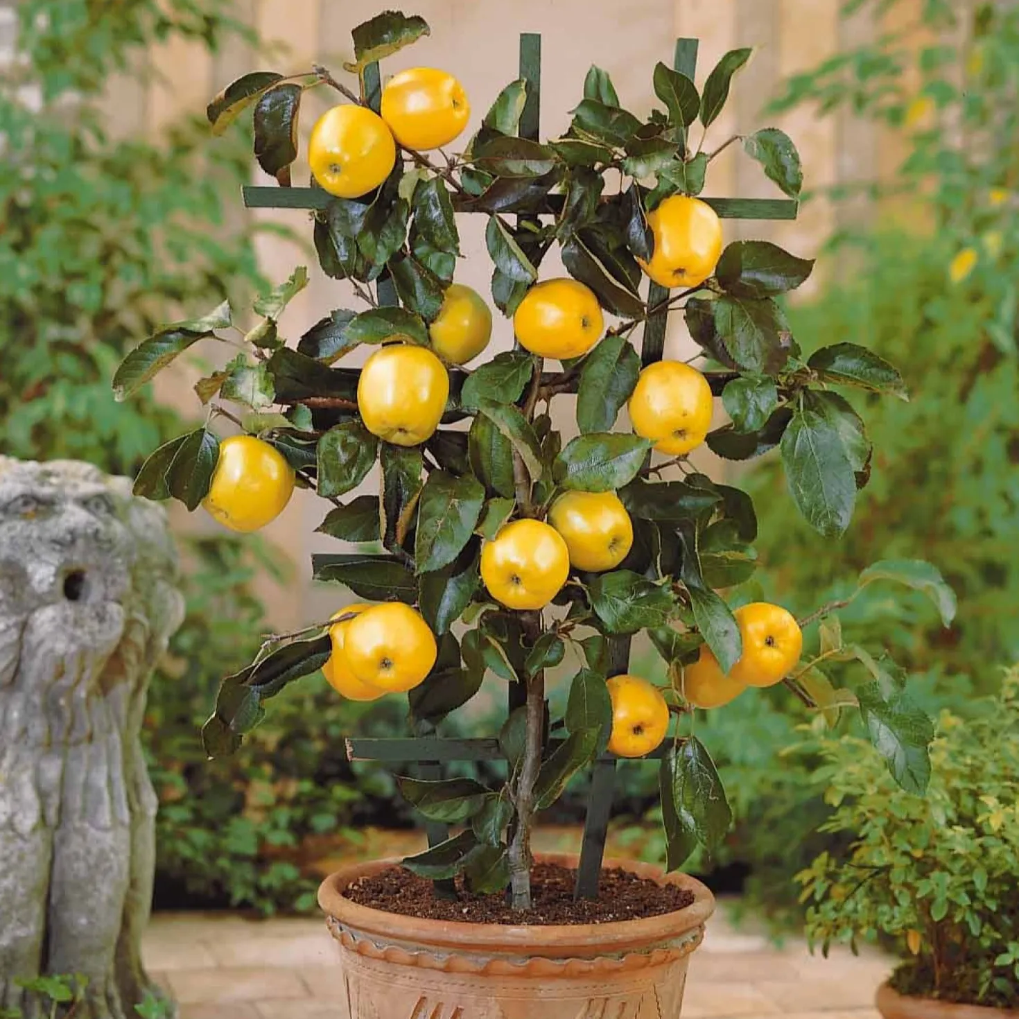 Zwergapfel ‘Golden Delicious’ - Ernte auf dem Balkon