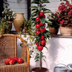 Zwergapfel ‘Red Spur Delicious’ - Große Äpfel, kleiner Baum