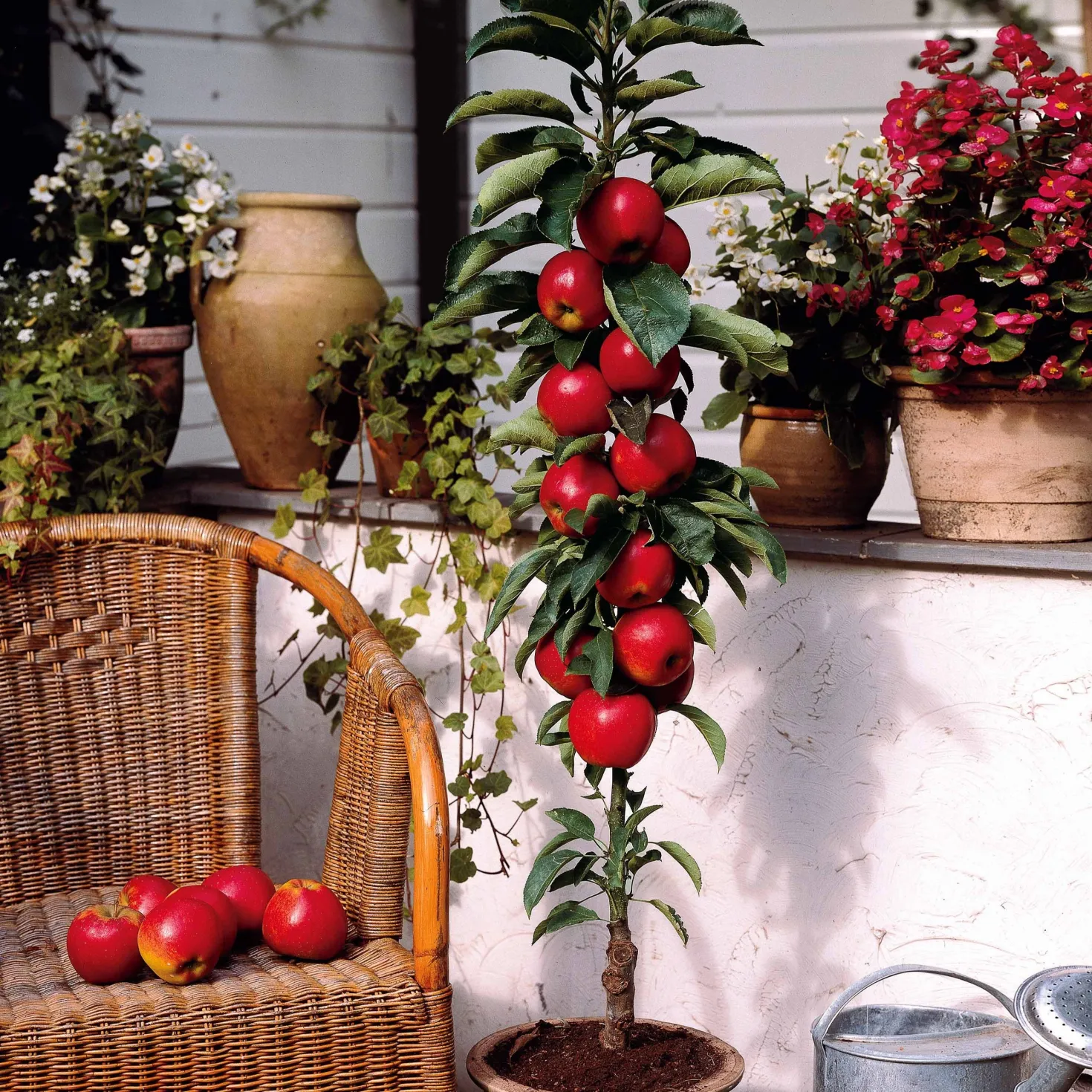 Zwergapfel ‘Red Spur Delicious’ - Große Äpfel, kleiner Baum