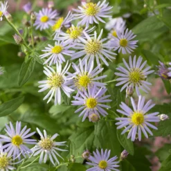 Zwergaster 'Asran' - Blütenmeer bis in den Herbst
