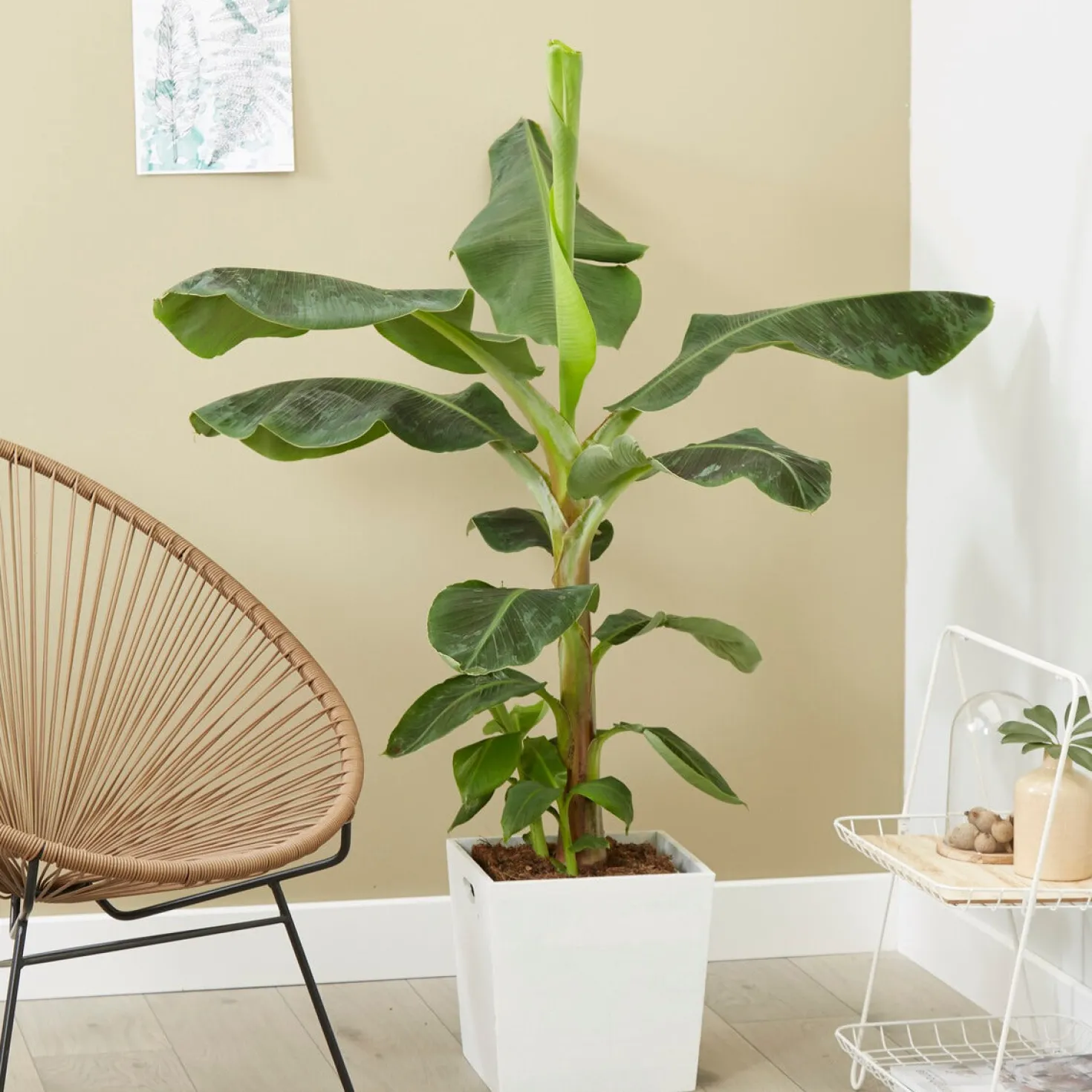 Zwergbanane 'Dwarf Cavendish' - Tropisches Flair für zuhause