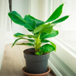 Zwergbanane Dwarf Cavendish - Echte Bananen vom Balkon