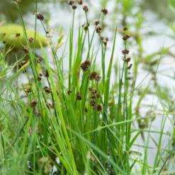 Zwerg-Binse - Frisches Grün am Wasser