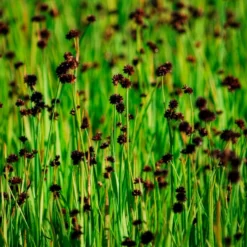 Zwerg-Binse - Frisches Grün am Wasser