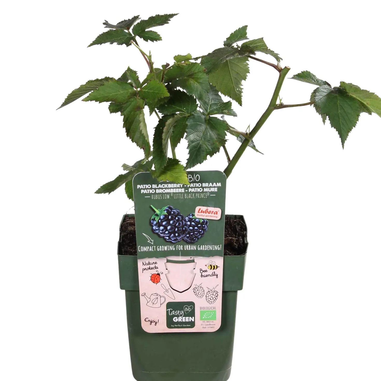 Zwerg-Brombeere 'Little Black Prince' - Süße Brombeeren ohne Dornen