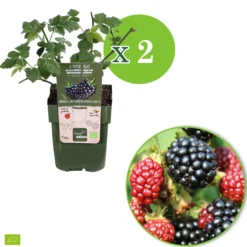 Zwerg-Brombeere 'Little Black Prince' - Süße Brombeeren ohne Dornen