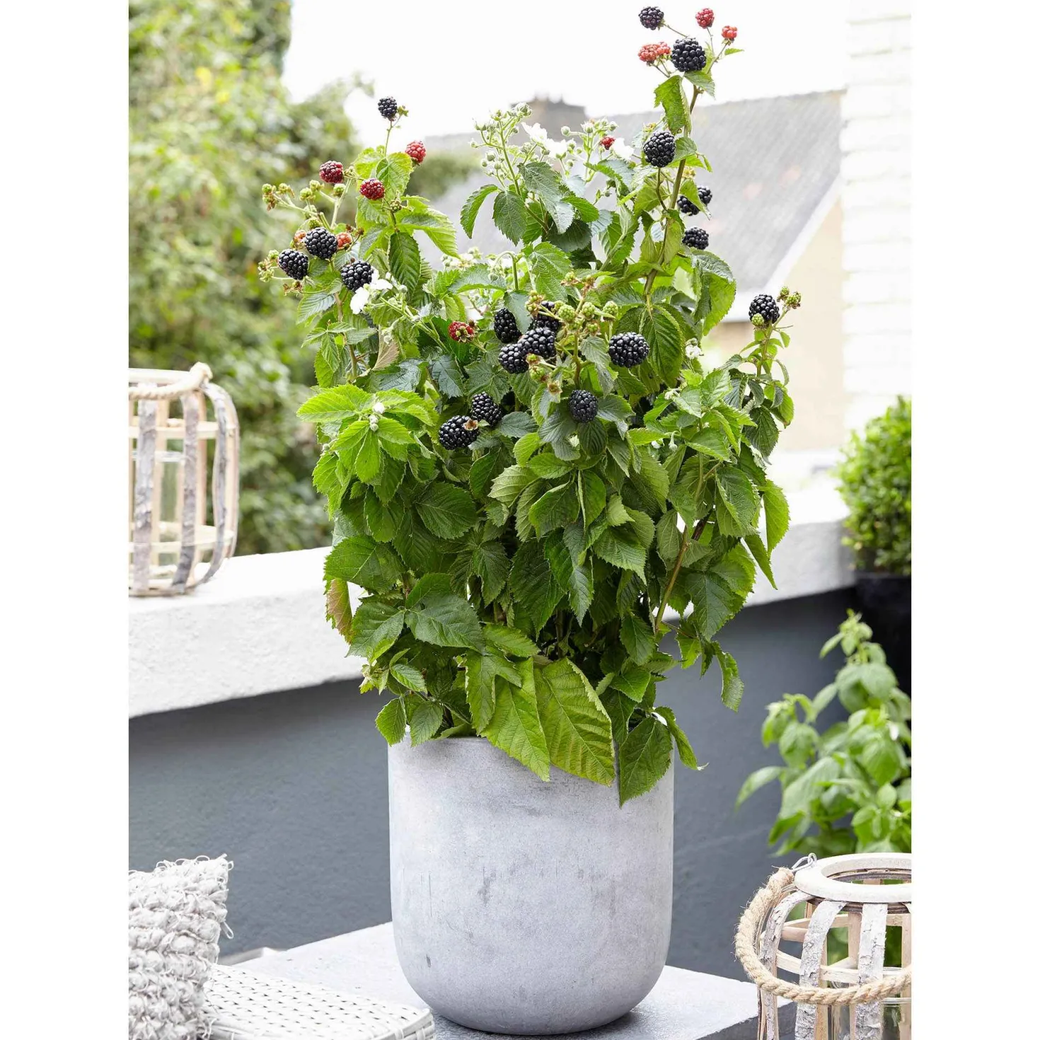 Zwerg-Brombeere 'Little Black Prince' - Süße Brombeeren ohne Dornen