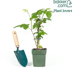 Zwerg-Brombeere 'Little Black Prince' - Süße Brombeeren ohne Dornen