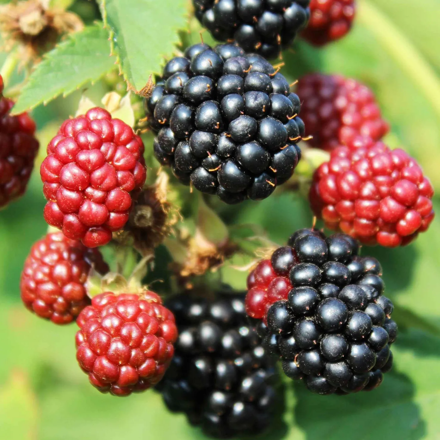 Zwerg-Brombeere 'Little Black Prince' - Süße Brombeeren ohne Dornen